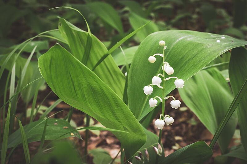 Lily of the Valley