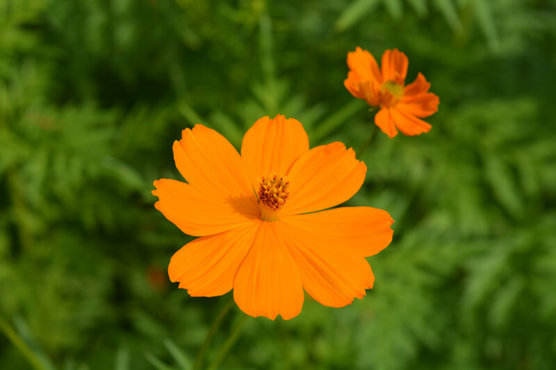 Orange Cosmos