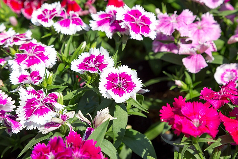 Dianthus