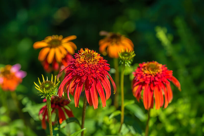 Coneflower