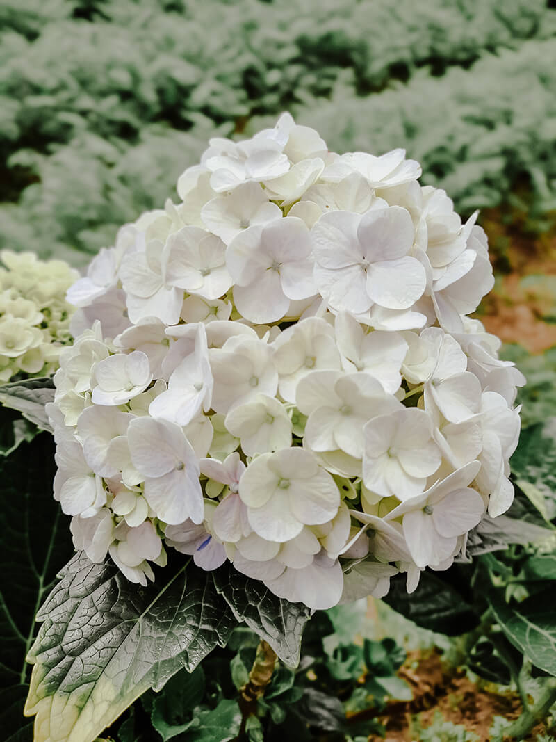 White Hydrangea