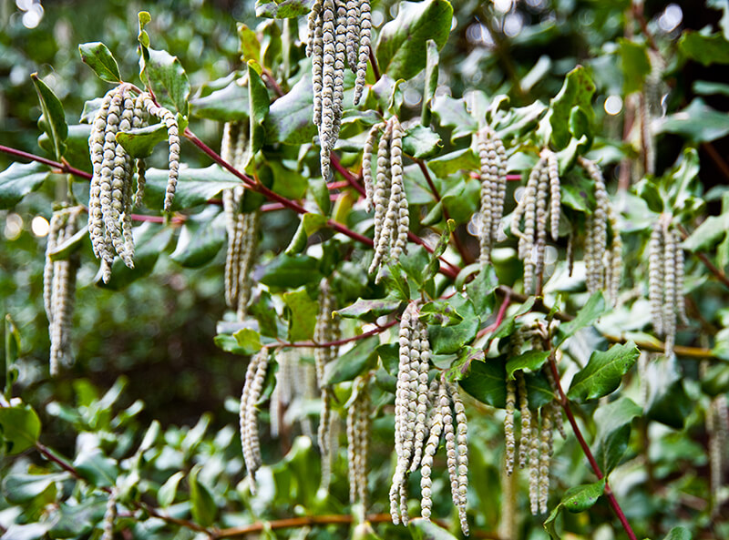 Tassel Bush