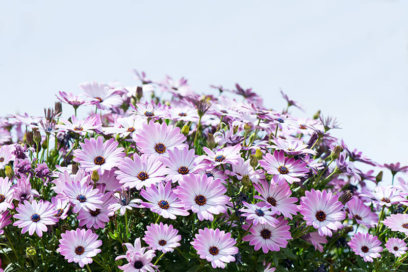 African Daisy