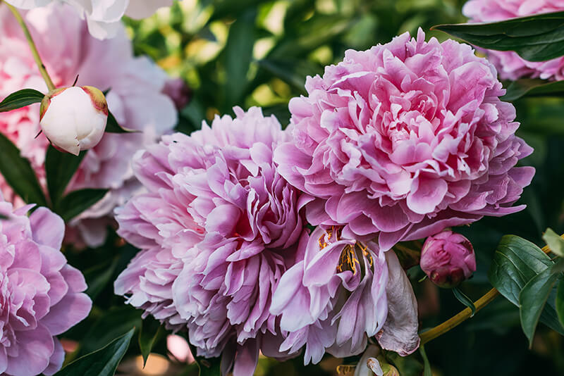 Peonies