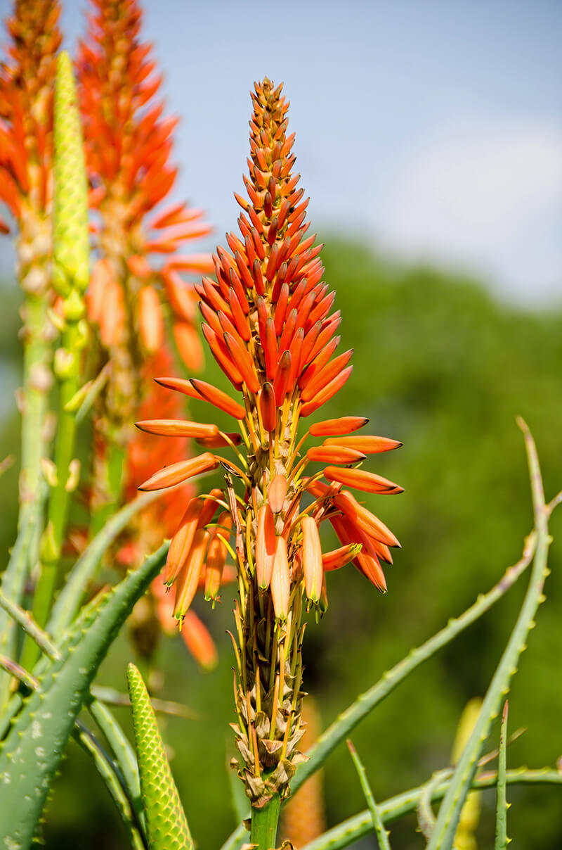 Red Aloe