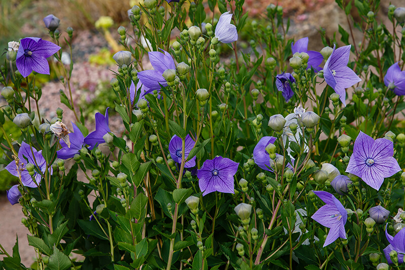 Balloon Flowers