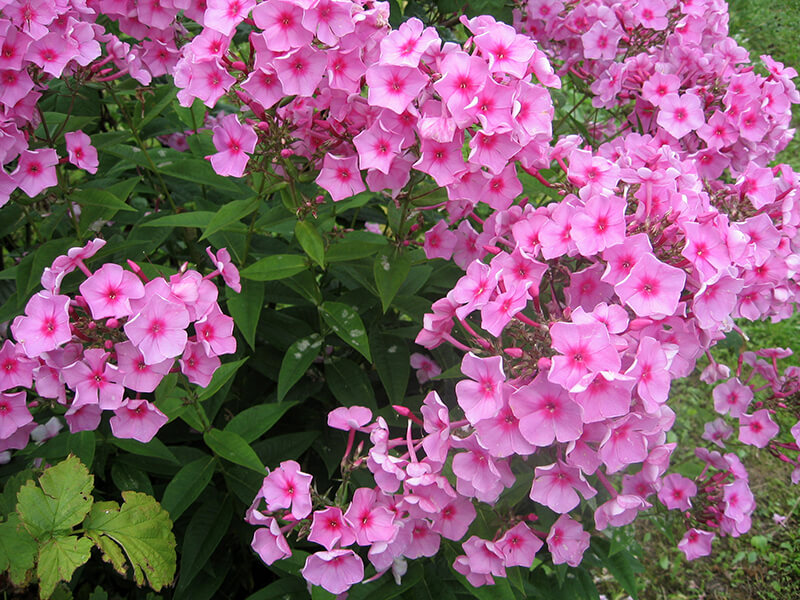 Phlox