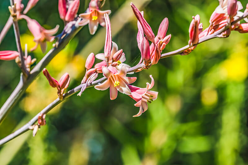 Hummingbird Yucca