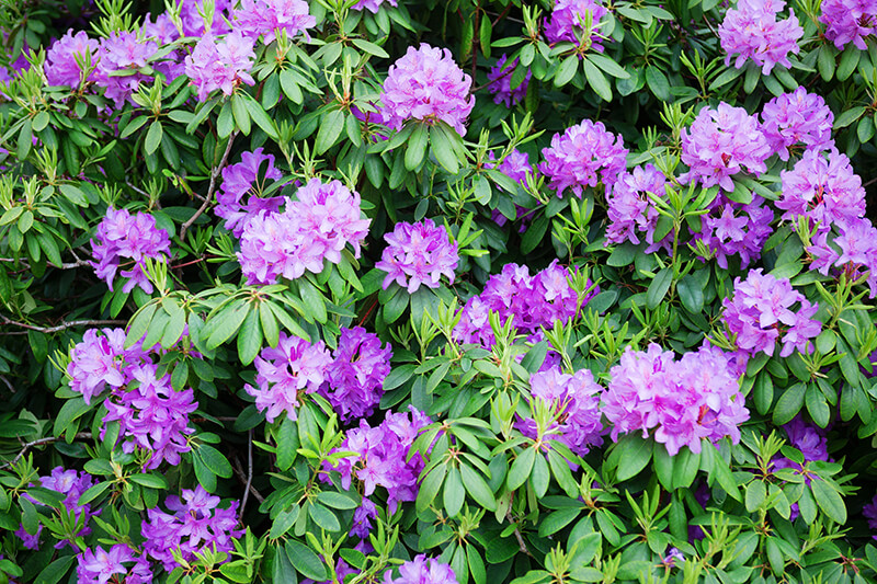 Evergreen Azalea