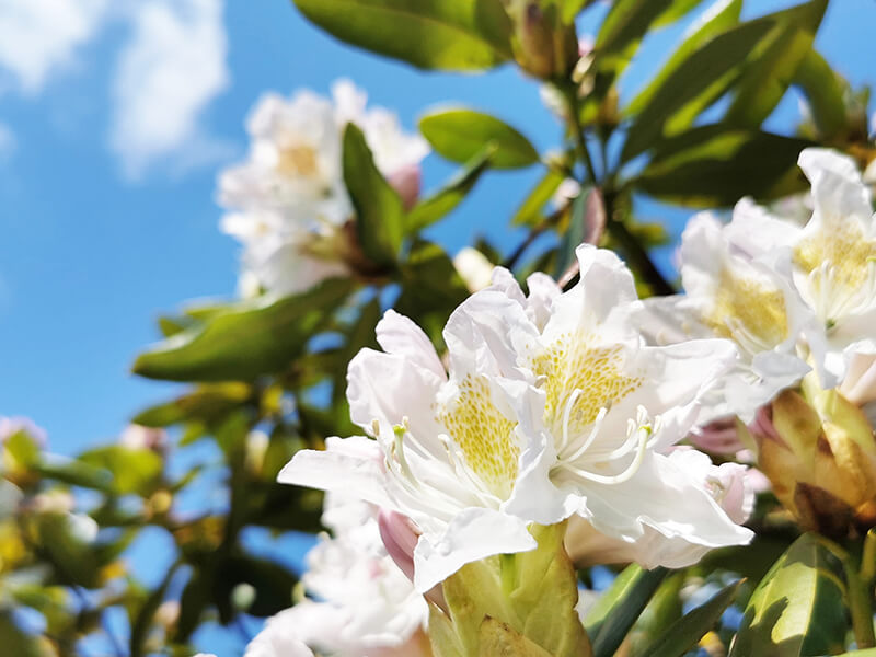 Rhododendron