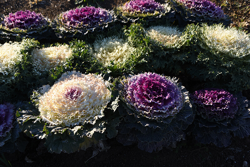 Flowering Kale