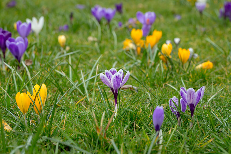 Pickwick Dutch Crocus