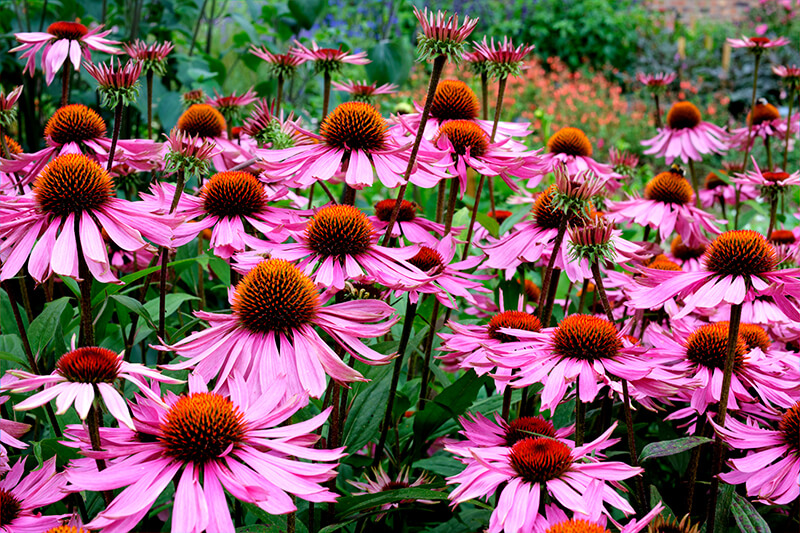 Purple Coneflower