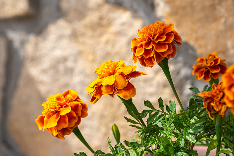 Carnations