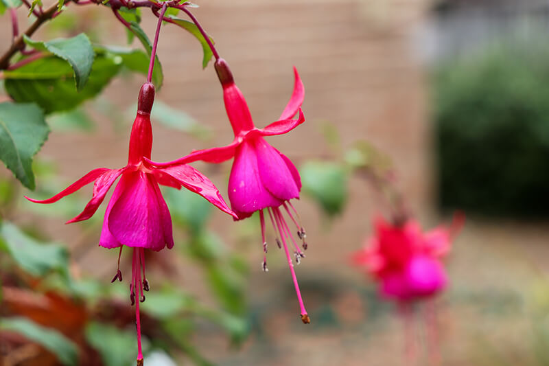 Hardy Fuchsia