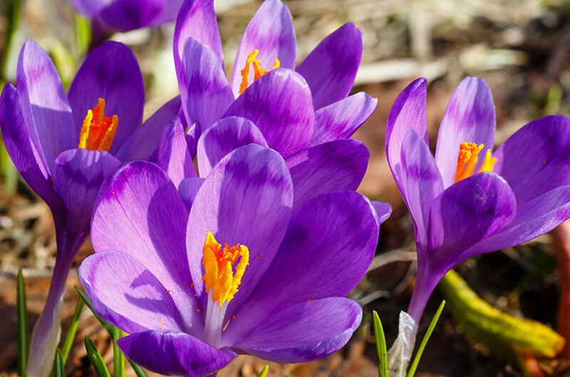 Spring Crocus