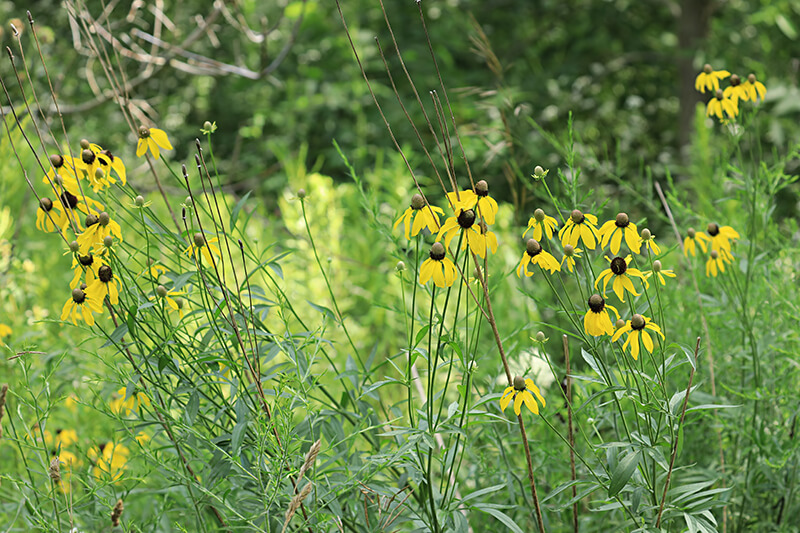 Upright Prairie Coneflower