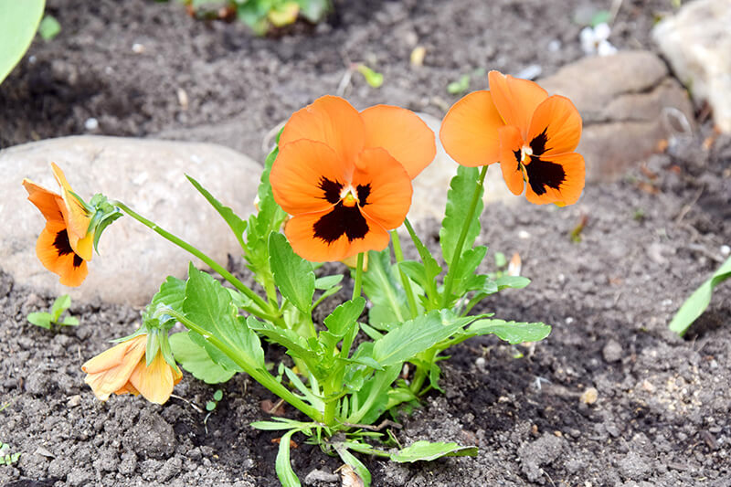 Orange Pansy