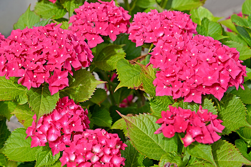 Big Leaf Hydrangea