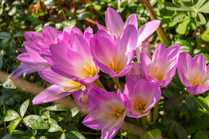 Meadow Saffron