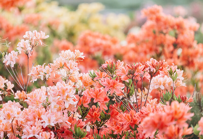 Evergreen Azalea