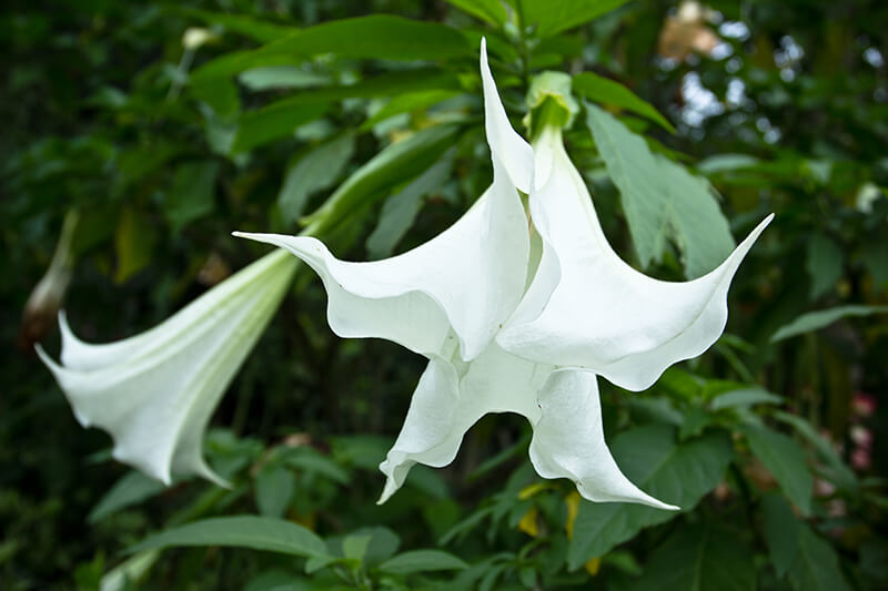 Trumpet Flower