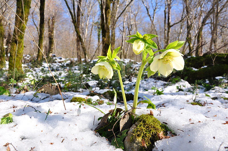 Christmas Rose