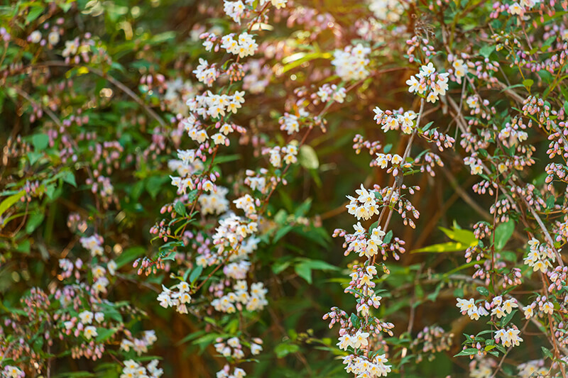 White Forsythia