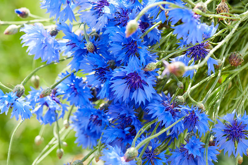 Cornflower