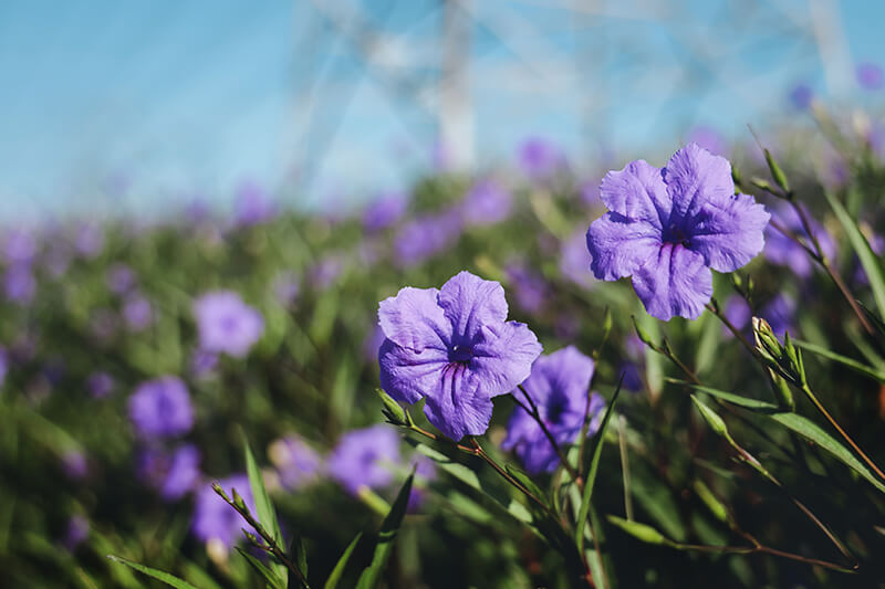 Mexican Petunia