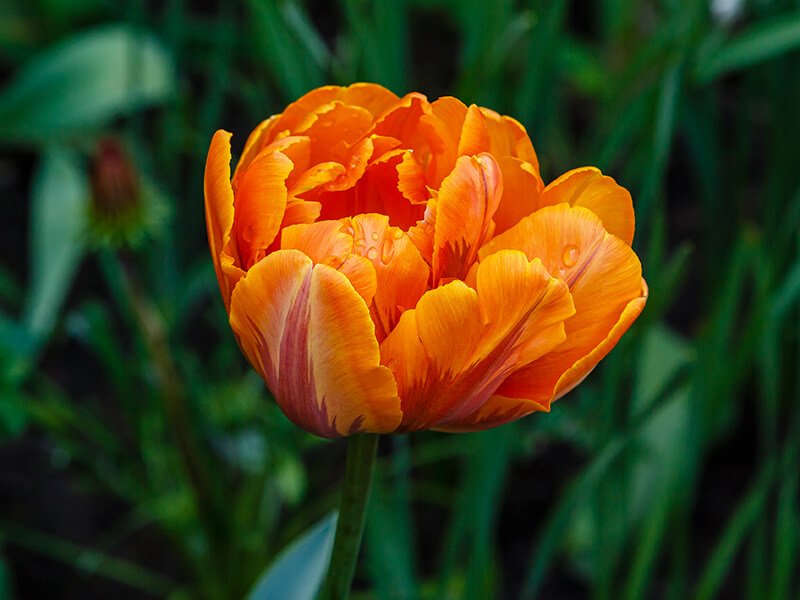 Orange Tulip, African Tulip Tree