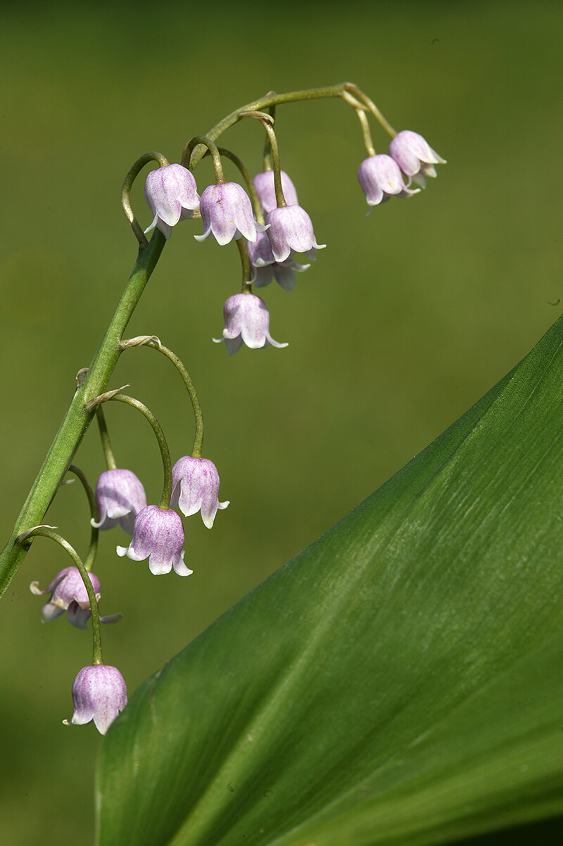 Lily of the Valley