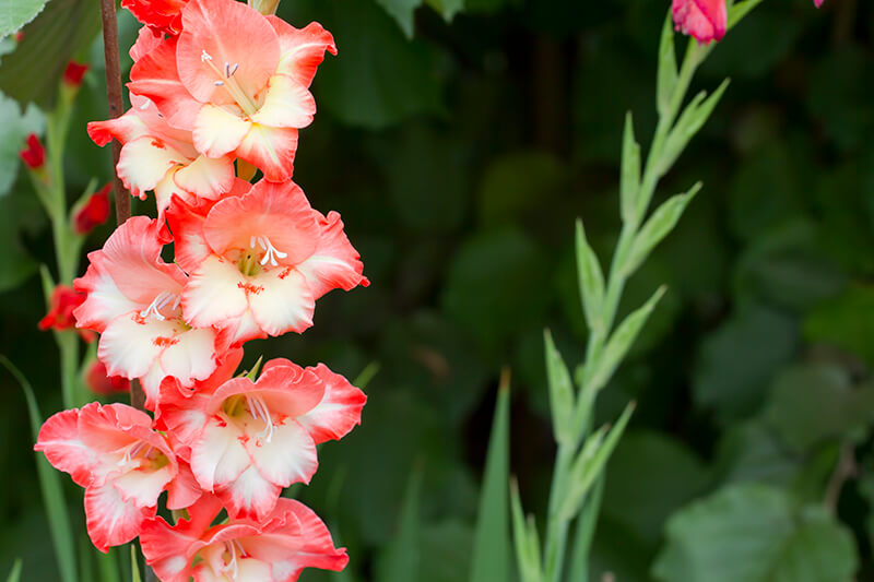 Gladiolus