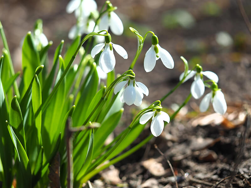 Snow Drop