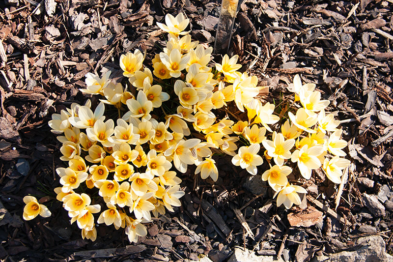 Snow Crocus