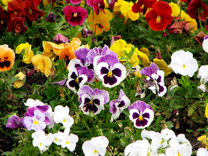 Pansy