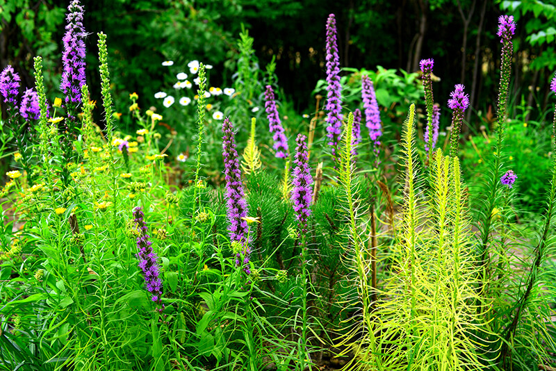 Meadow Blazing Star