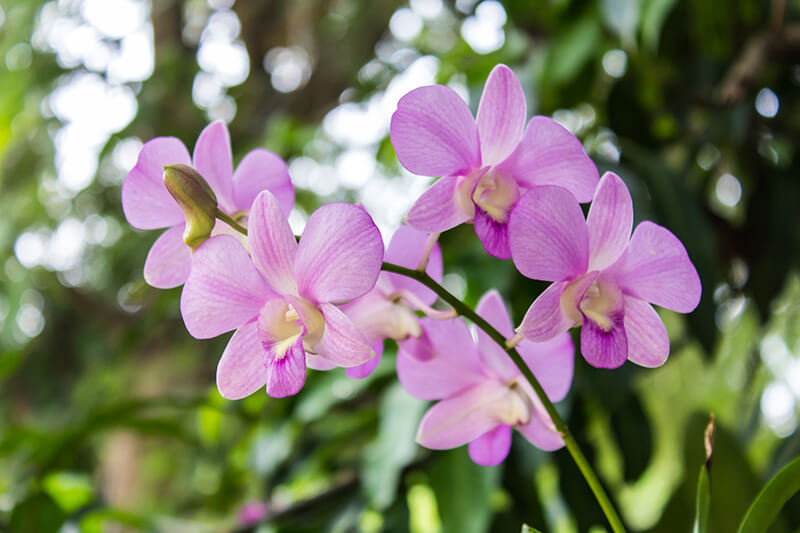 Orchids