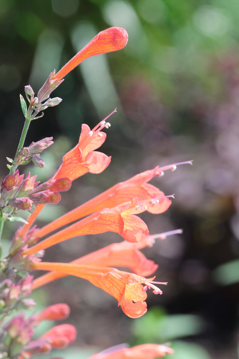 Hummingbird’s Trumpet