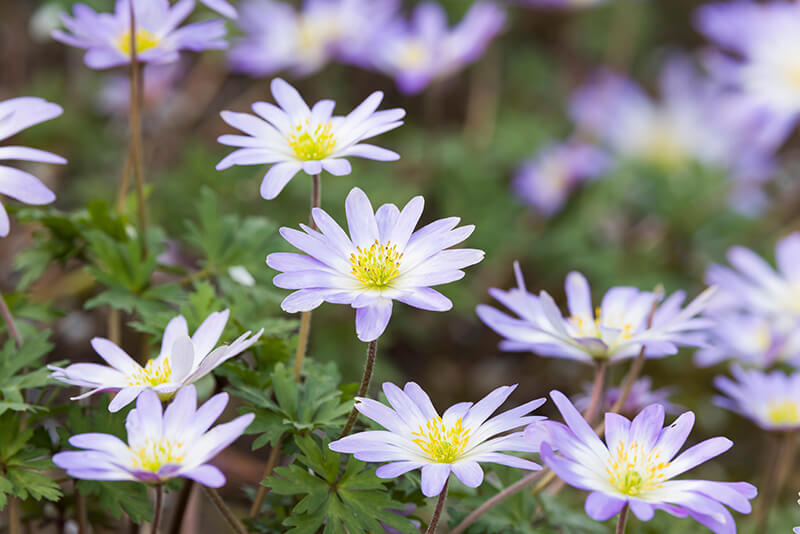 Sapphire Anemone