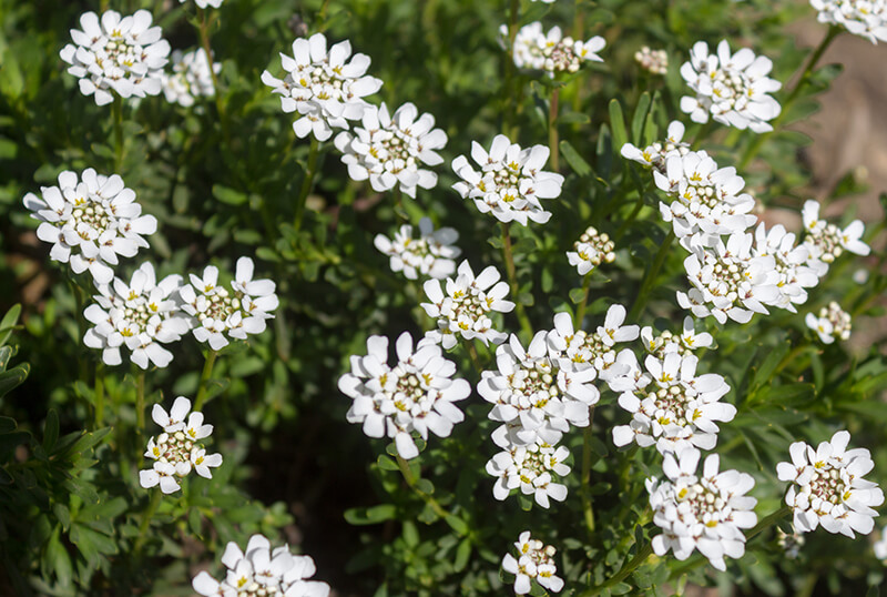 Candytuft