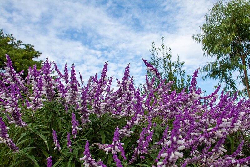 Mexican Bush Sage