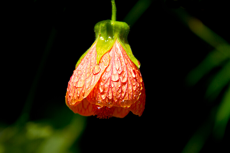 Painted Abutilon