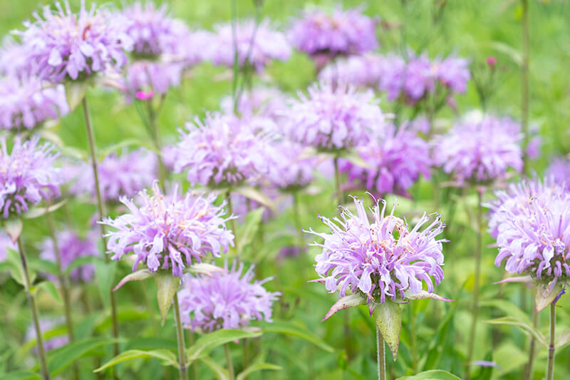 Bee Balm