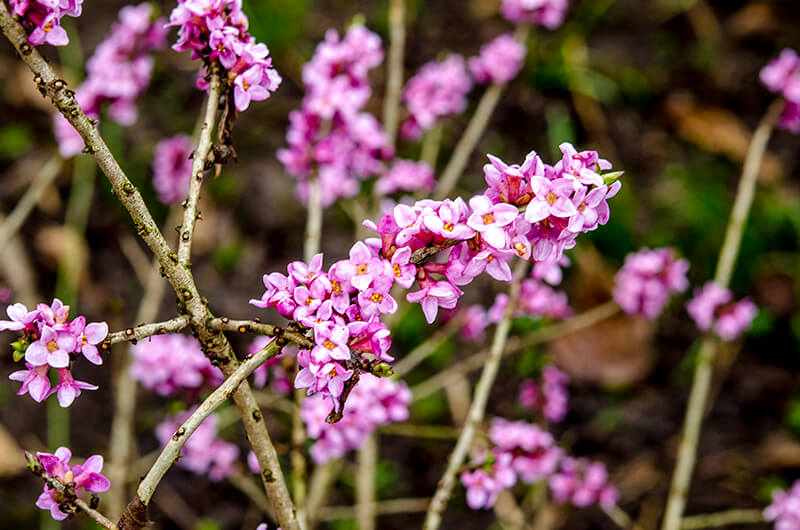 Mysterious Plant