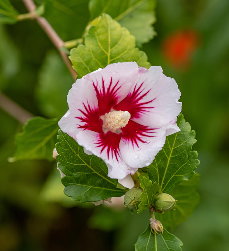 Rose of Sharon