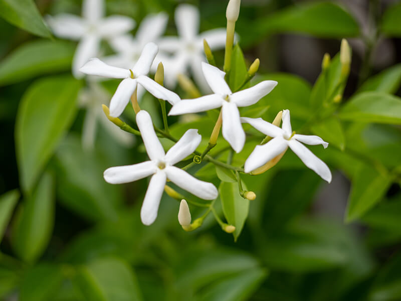 Star Jasmine