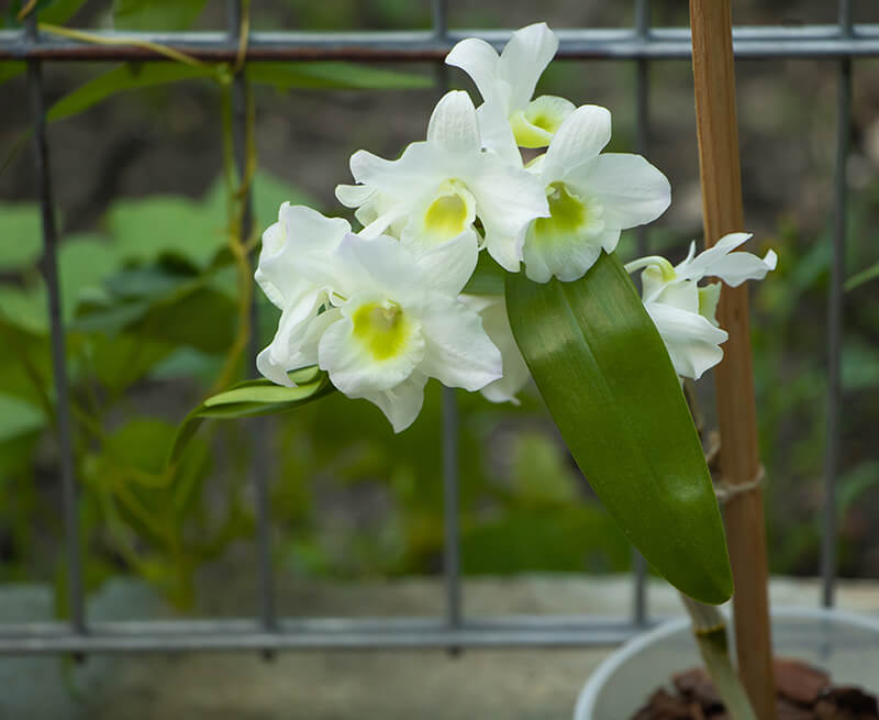 Dendrobium Orchid