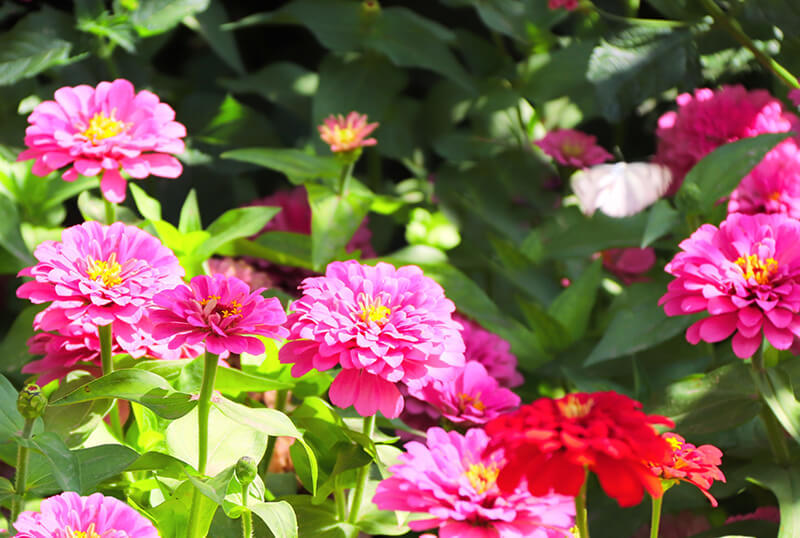 Zinnias