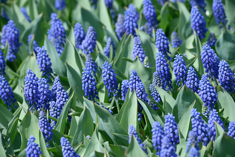 Grape Hyacinth